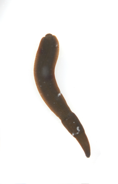 Clitellata