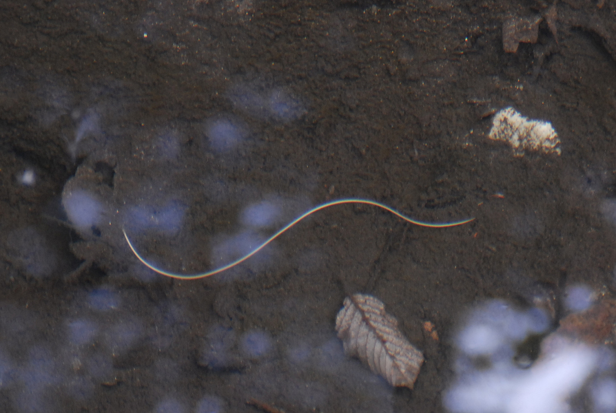 download horsehair worm life cycle