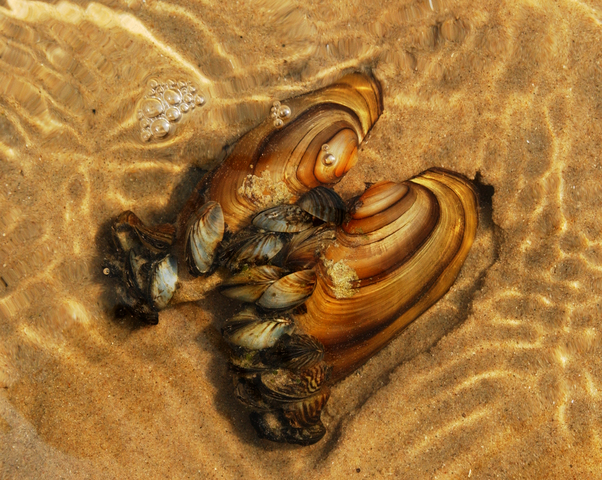 Freshwater mussels house a diverse mussel-associated leech assemblage