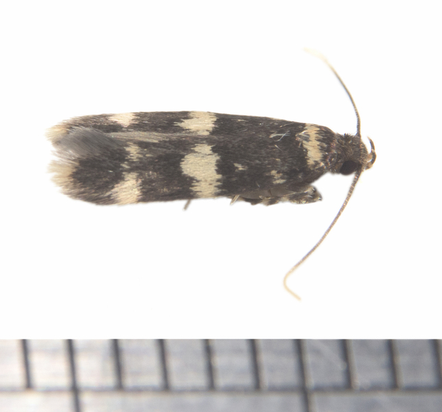 Oegoconia1050
