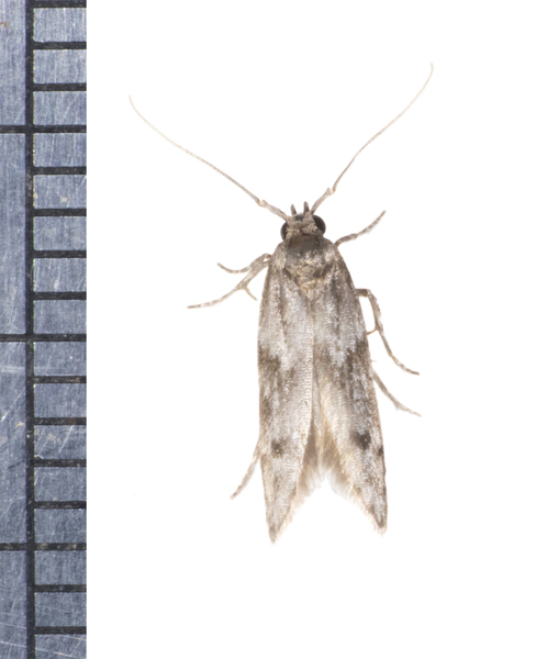 Asaphocrita0745