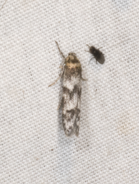Asaphocrita3534