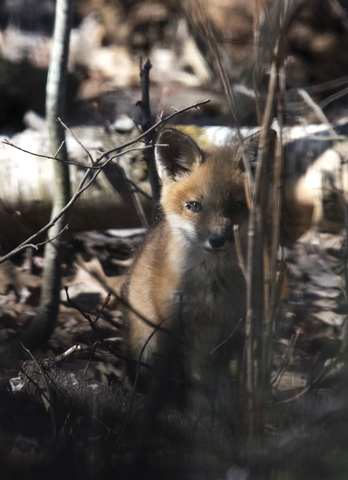 Bengal Fox - Facts, Diet, Habitat & Pictures on