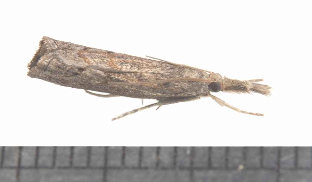 Neodactria0821