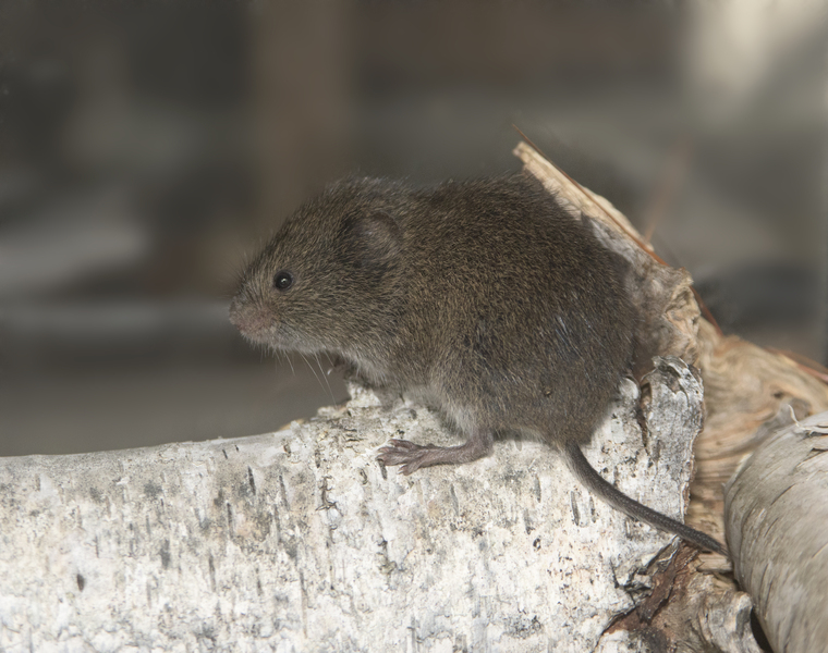 Microtus pennsylvanicus