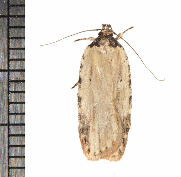 Agonopterix0682