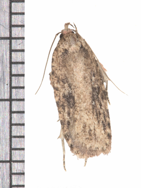 Agonopterix6950