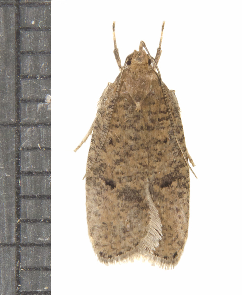 Psilocorsis3193