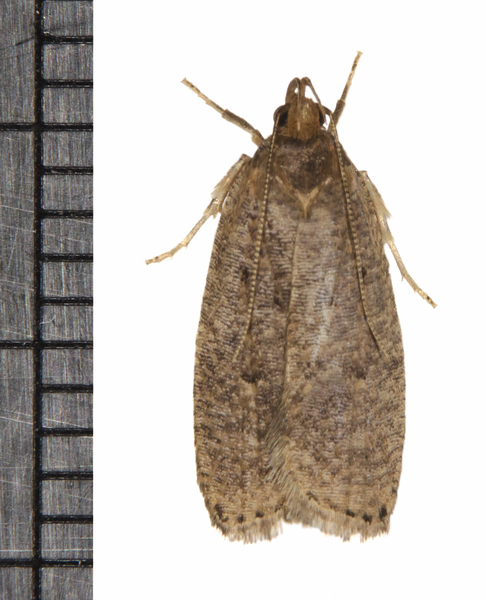 Psilocorsis4262