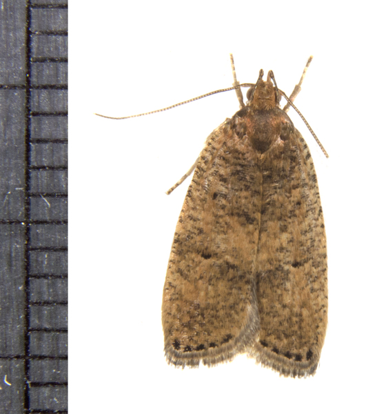 Psilocorsis4477