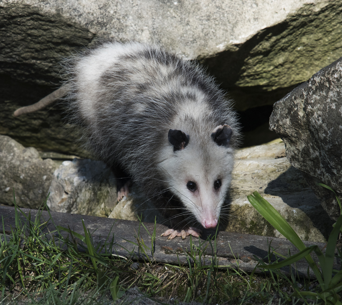 Didelphis virginiana