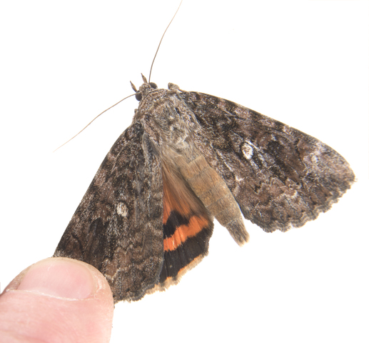 Photo of Catocala innubens