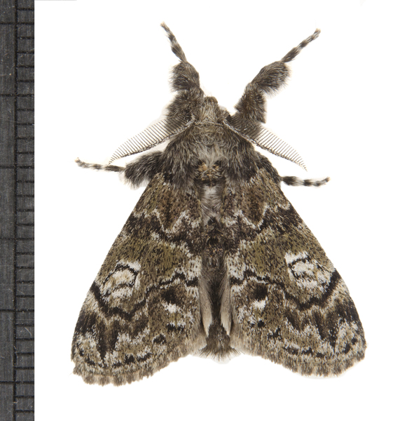 Noctuoidea