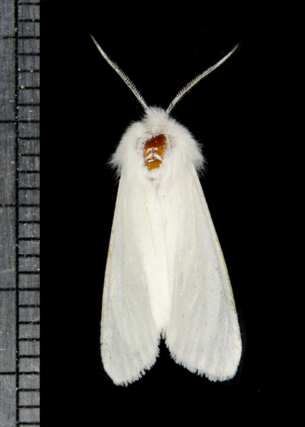 Hyphantria cunea