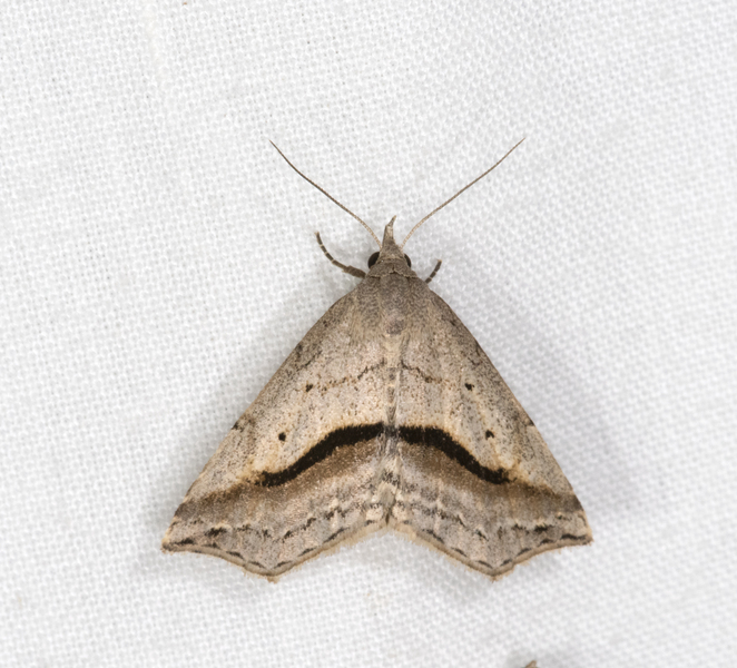 Ledaea_perditalis0923