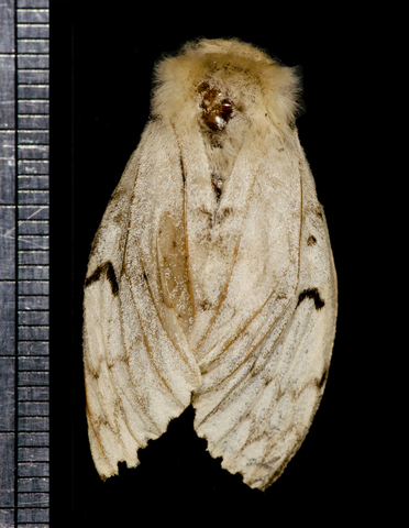 Collection of specimens through a pheromone-based gypsy moth