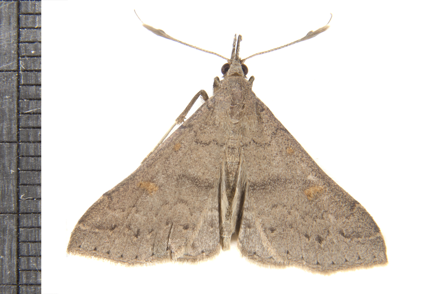 Renia4395