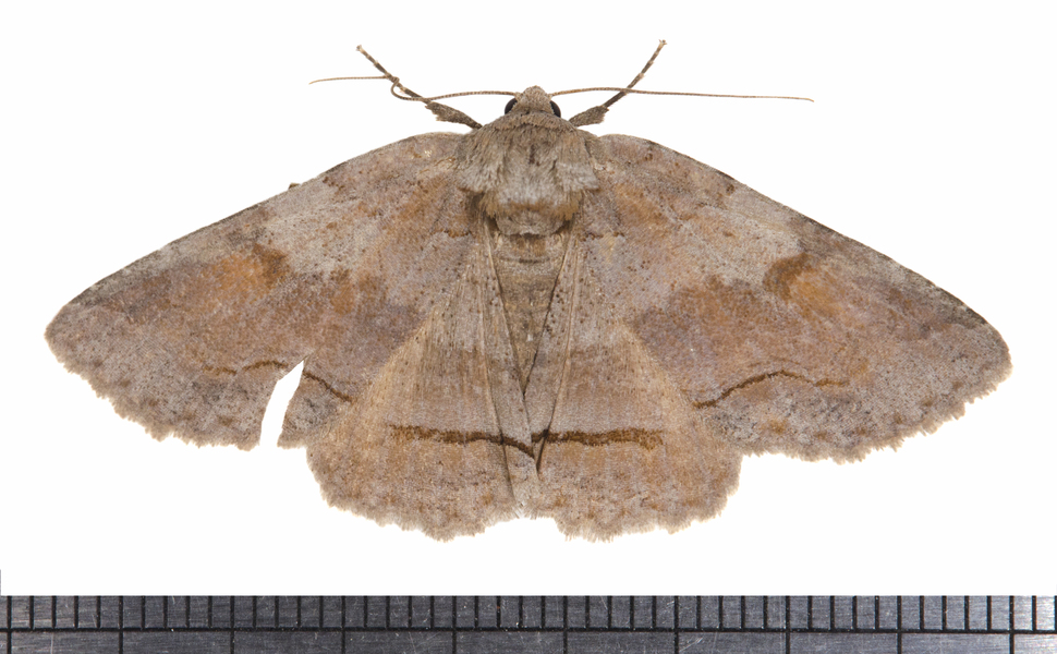 Noctuoidea