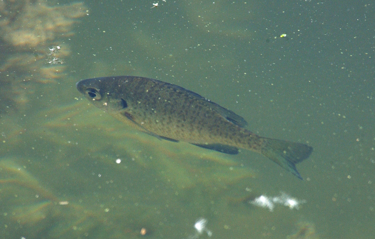 Bluegill Fish Facts  Lepomis macrochirus - A-Z Animals