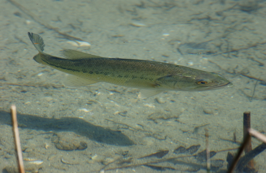 Bass Fishing Tips and Tricks for Every Level of Angler