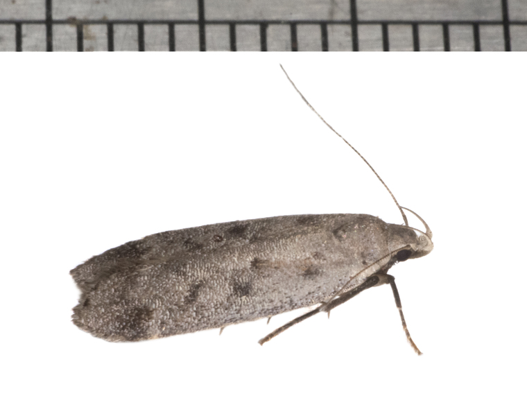 Anacampsis7286