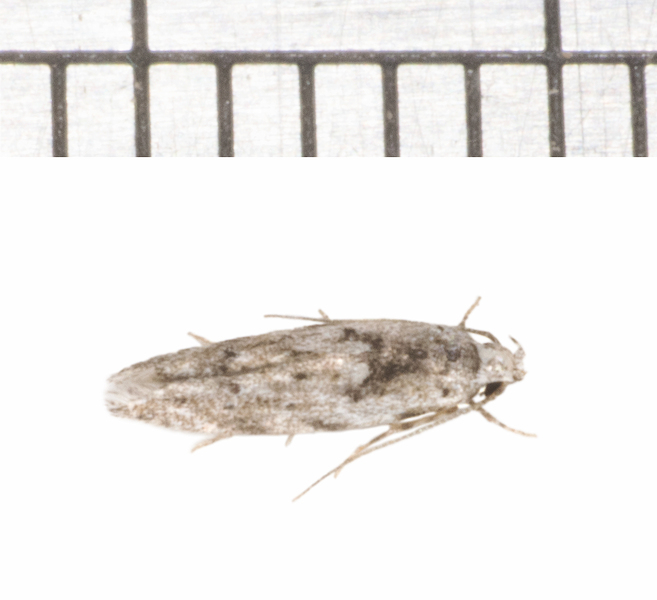 Sinoe9640