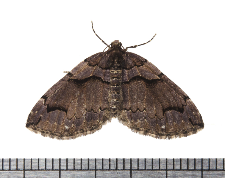 Anticlea9869