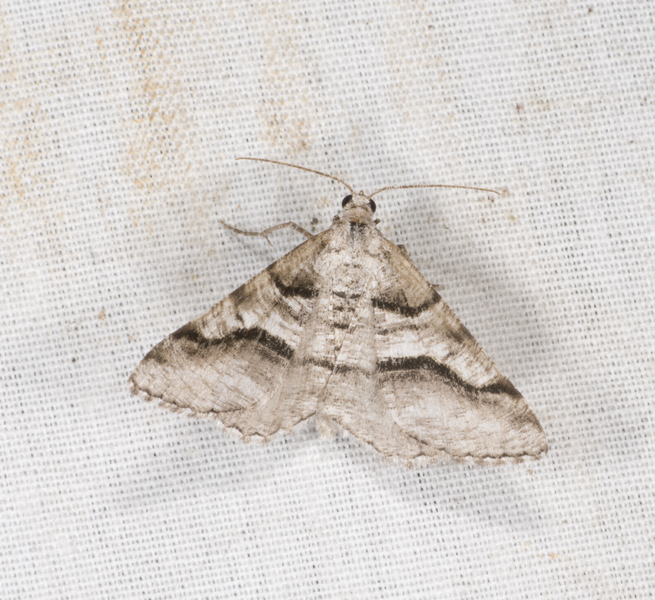 Digrammia3360