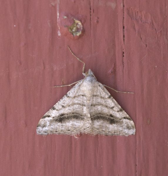 Digrammia8093