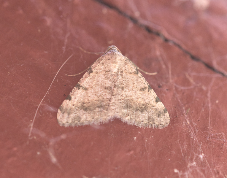 Digrammia8116