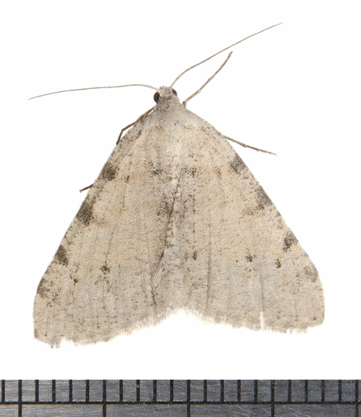 Digrammia8355