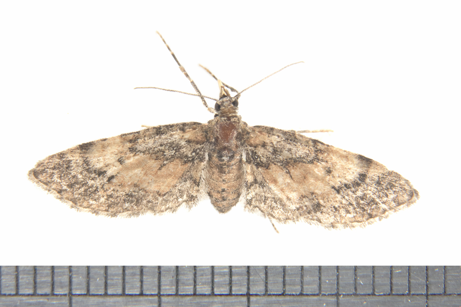 Eupithecia0547