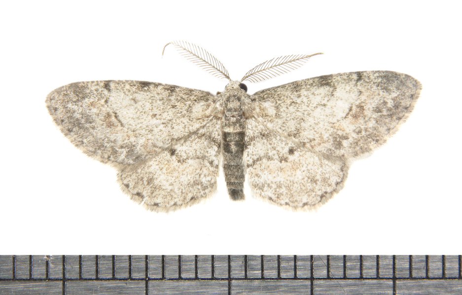 Glenoides6854