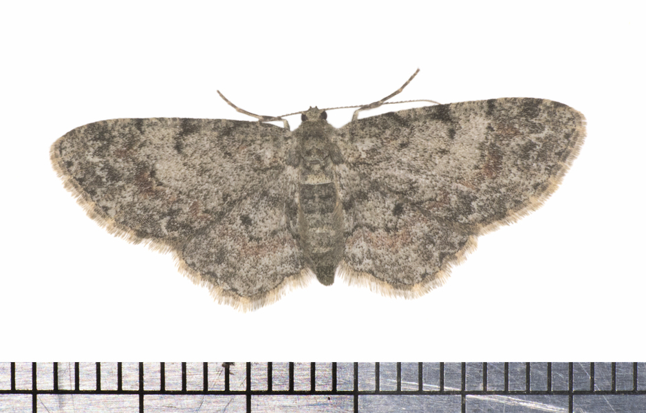 Glenoides9676