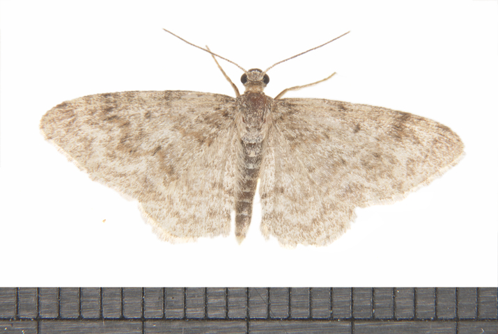 Photo of Hydrelia inornata