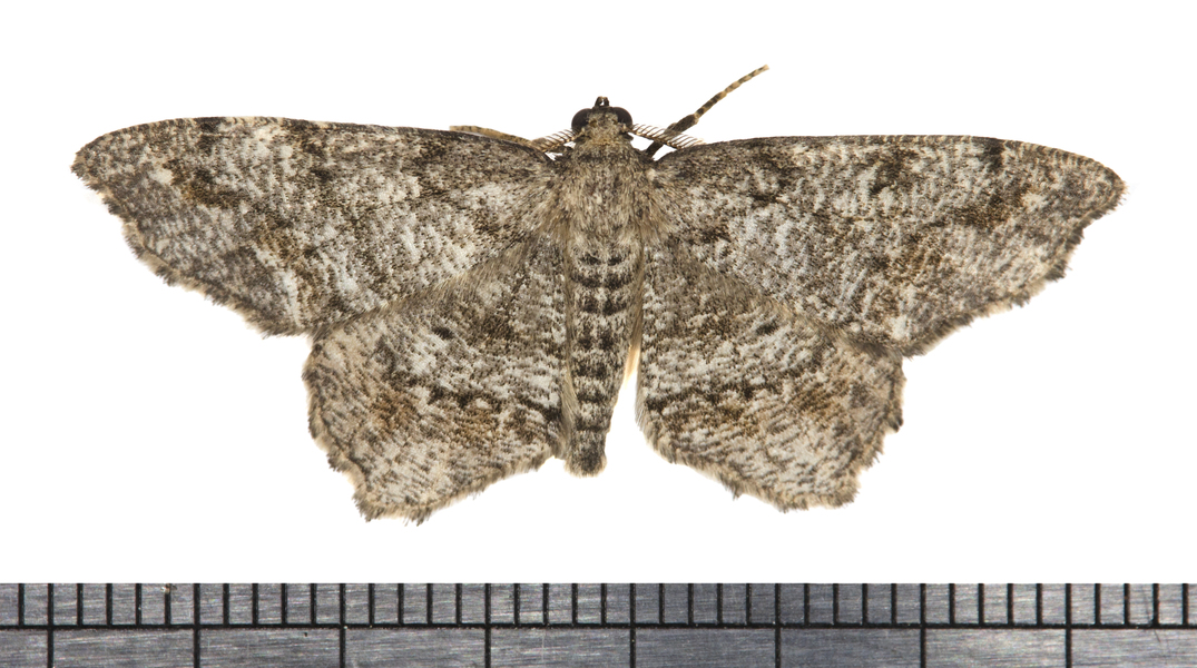 Hypagyrtis2398
