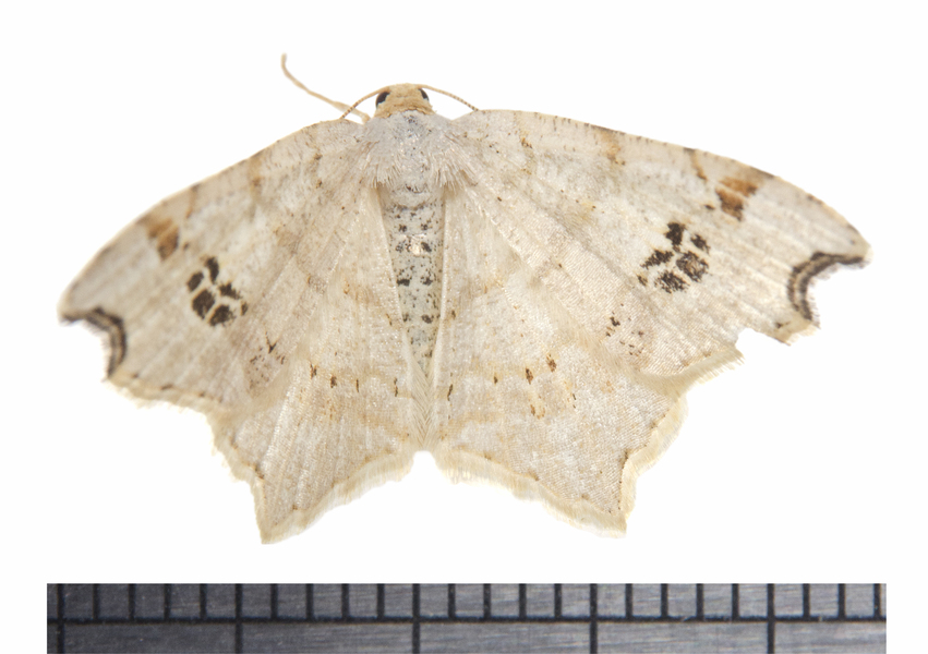 Macaria3045