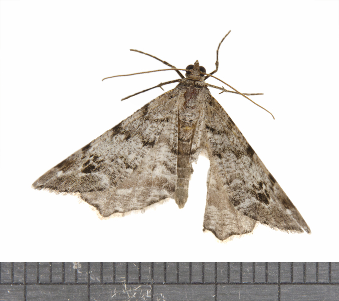 Macaria3620