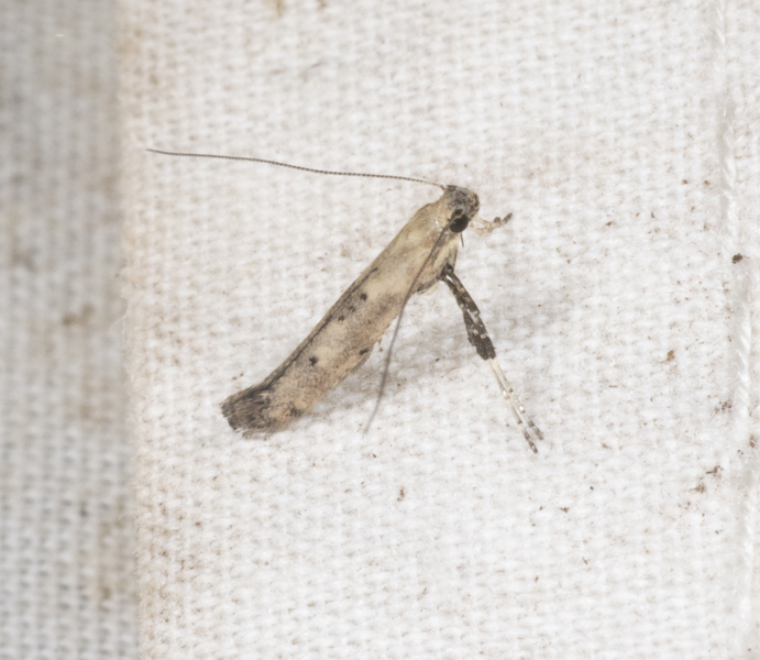 Caloptilia3510
