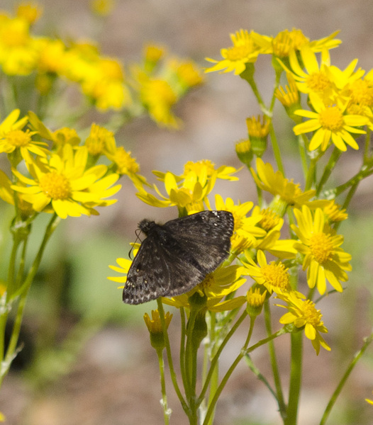 Erynnis8724