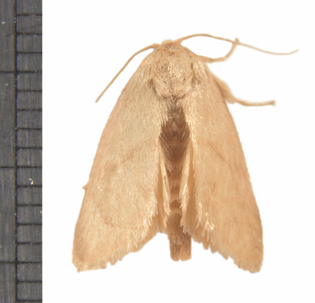 Tortricidea1481