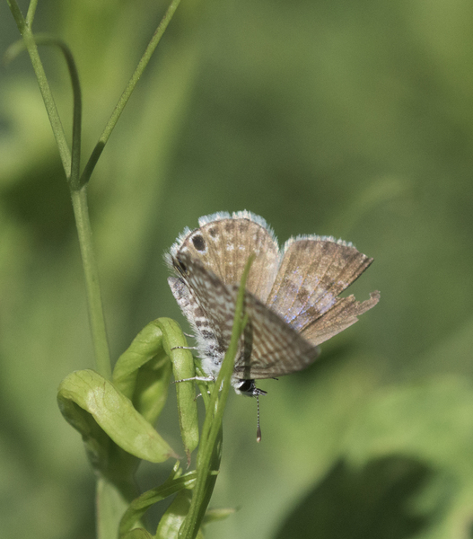 Leptotes