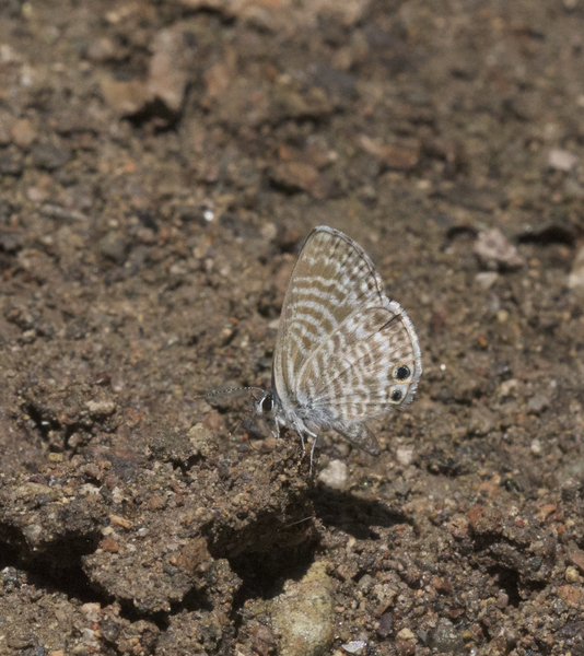 Leptotes8202