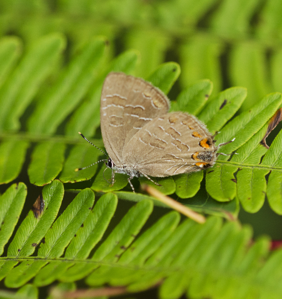 Satyrium5349