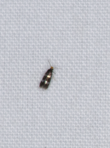 Stigmella_prunifoliella0904