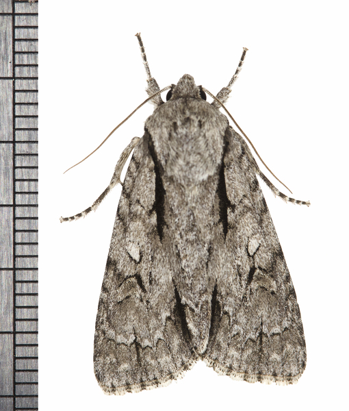 Acronicta2425