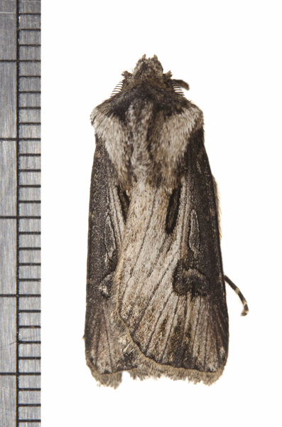 Noctuidae