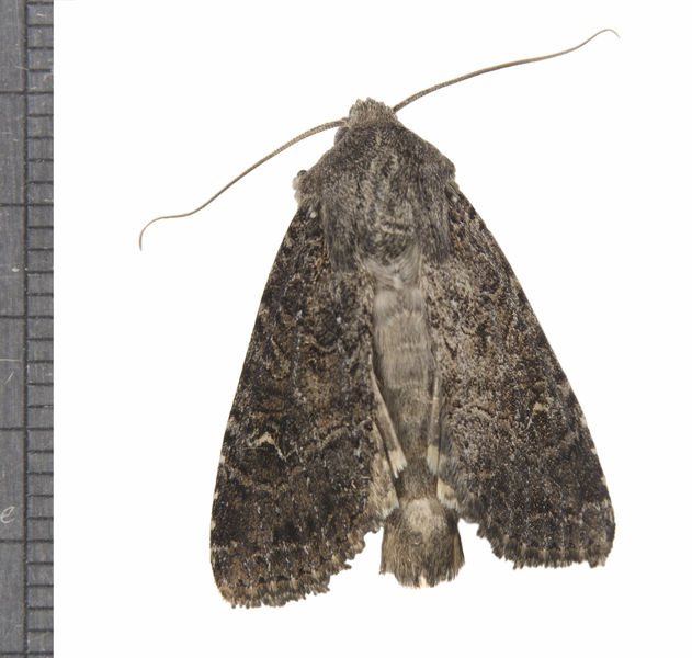 Apamea5766