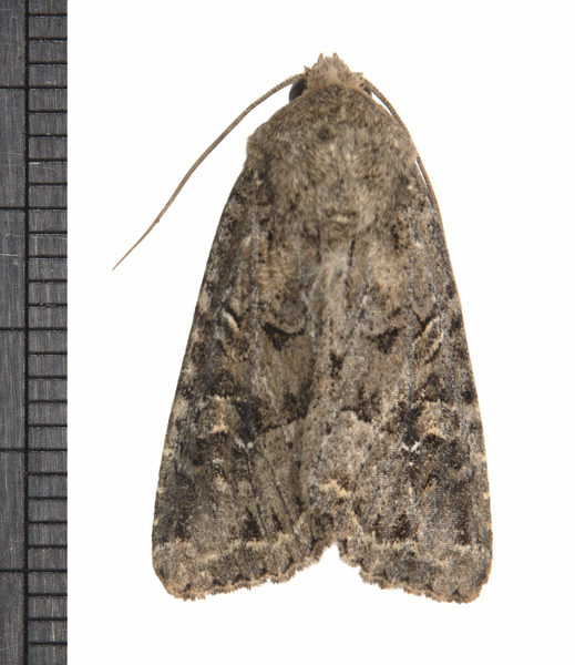 Apamea5936