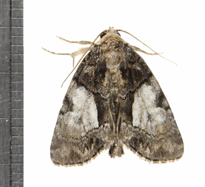 Noctuidae